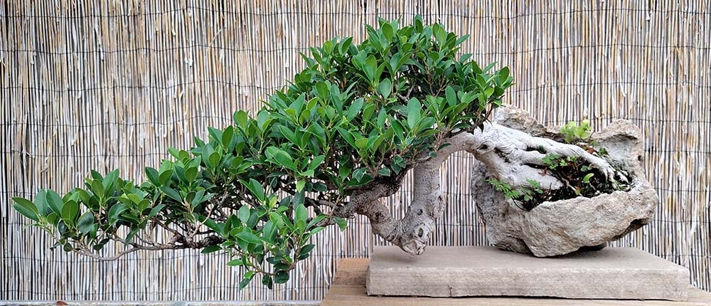 Ficus microcarpa bonsai 