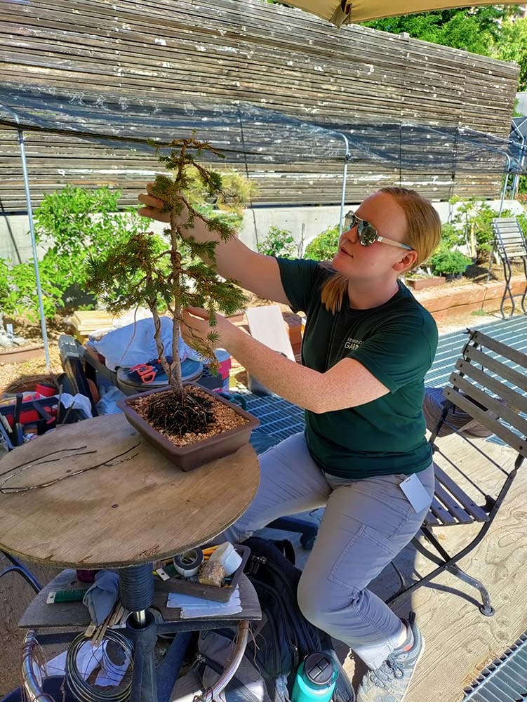 Kelly shaping an Engelmann Spruce
