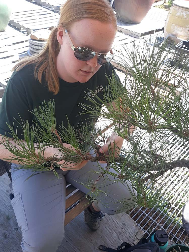 wiring and shaping a ponderosa pine