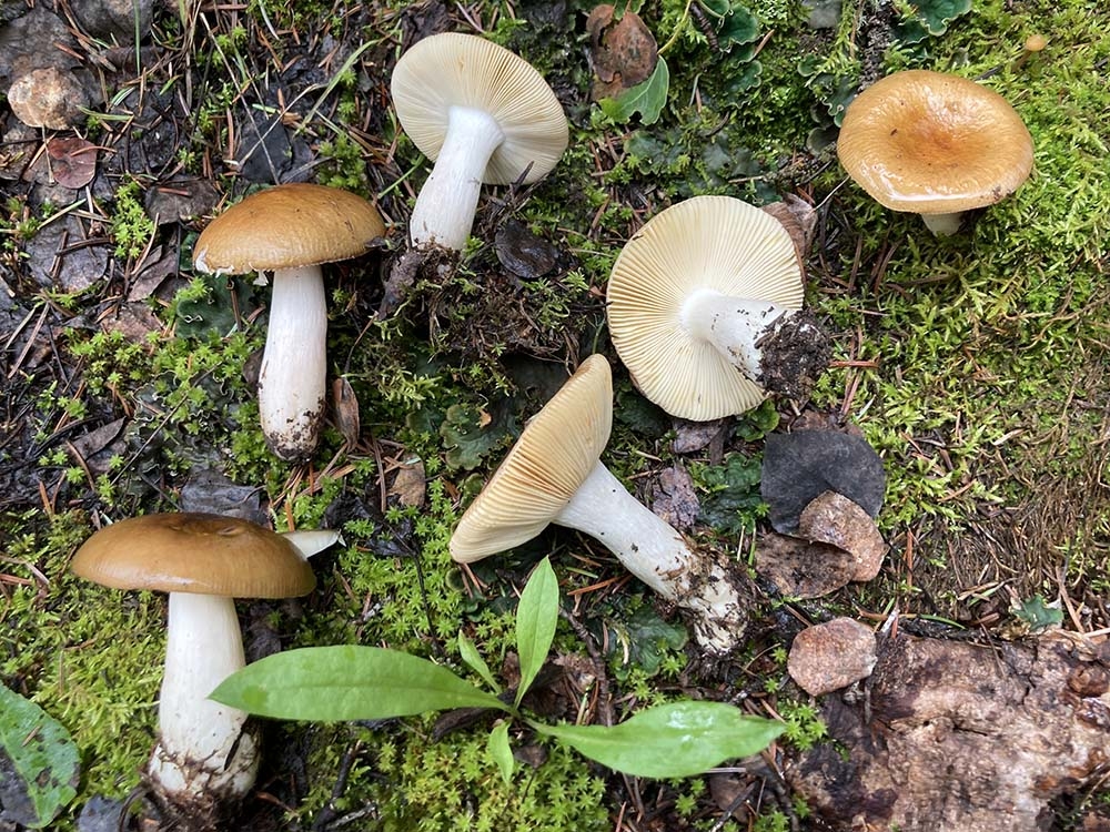 Russula avellaneiceps