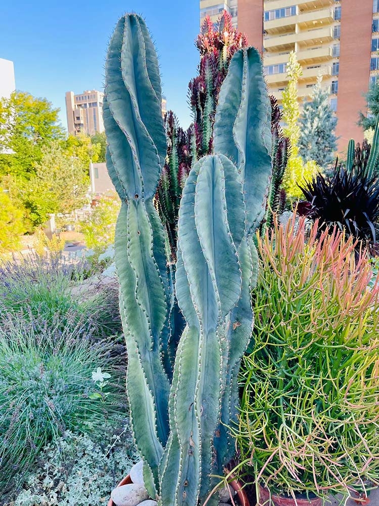 Spiral Form Cereus peruvianus 
