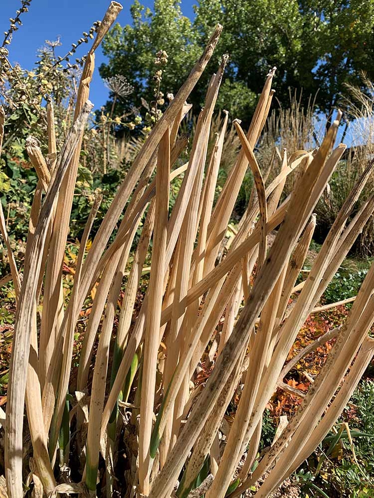 Stems and hollows of different sizes act as nesting sites for various animals