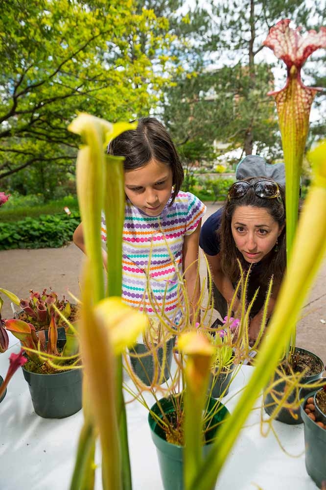 Adult and child outside, looking Venus flytraps and other plants in pots