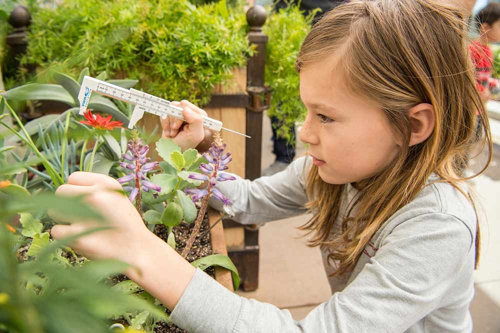 Child measuring the blossom of  a plant.