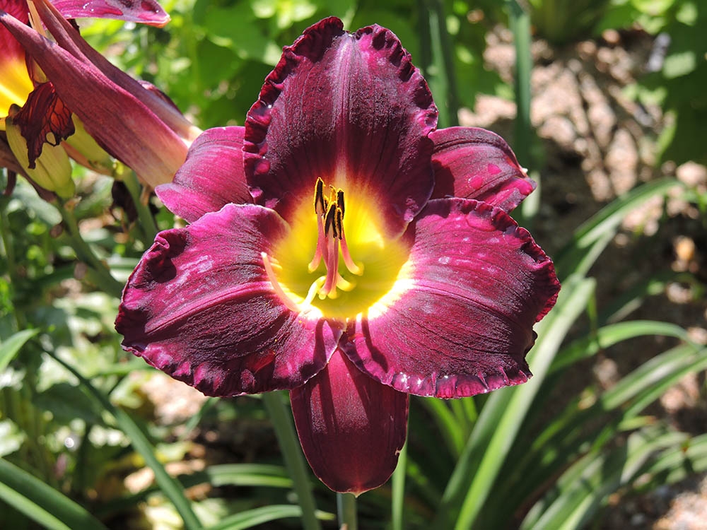 Hemerocallis 'Bela Lugosi’