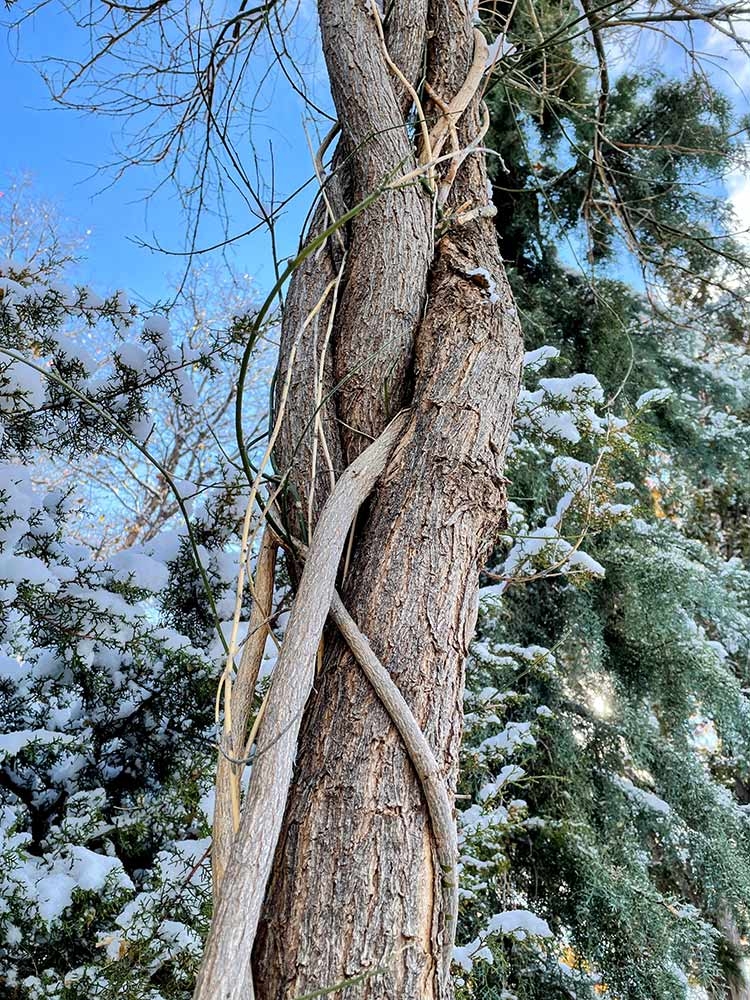 The tenacity of nature emboldens us and here it is displayed in the twining trunks of Eve’s necklace pod (Styphnolobium affine) in Dryland Mesa.