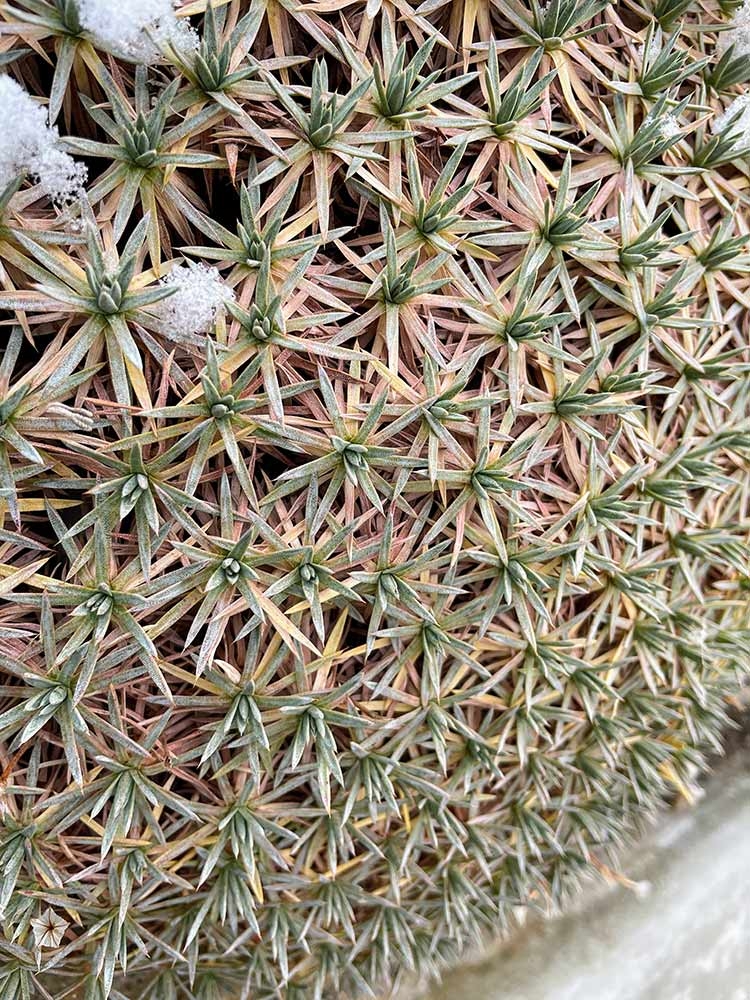 If the eye is drawn to things that hold the most detail, then prickly thrift (Acantholimon) is hard to miss in the winter landscape of the Steppe Garden.