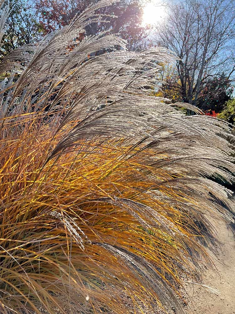 Feel the exhilaration of being fanned by silver grass (Miscanthus) as cool breezes ebb and flow through the Ornamental Grasses Garden.