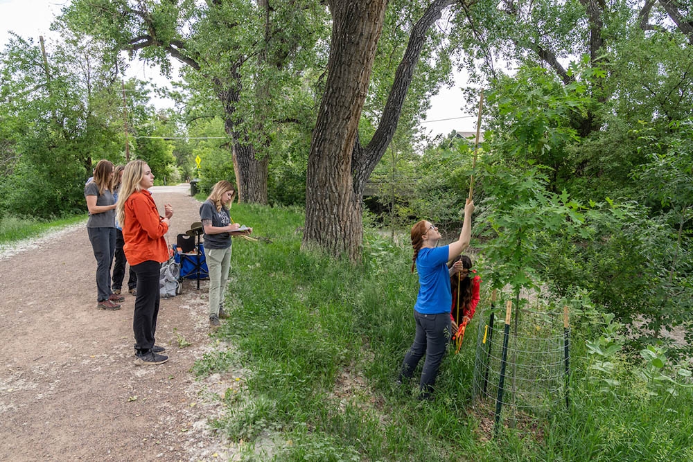 Alissa Iverson measuring tree size