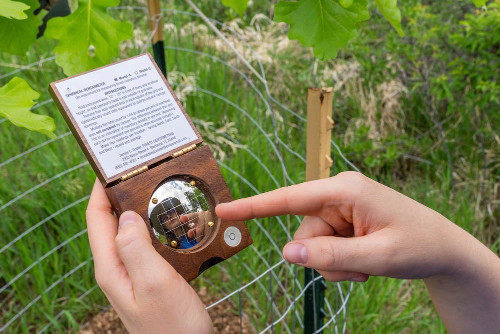 Graduate student measuring tree health 