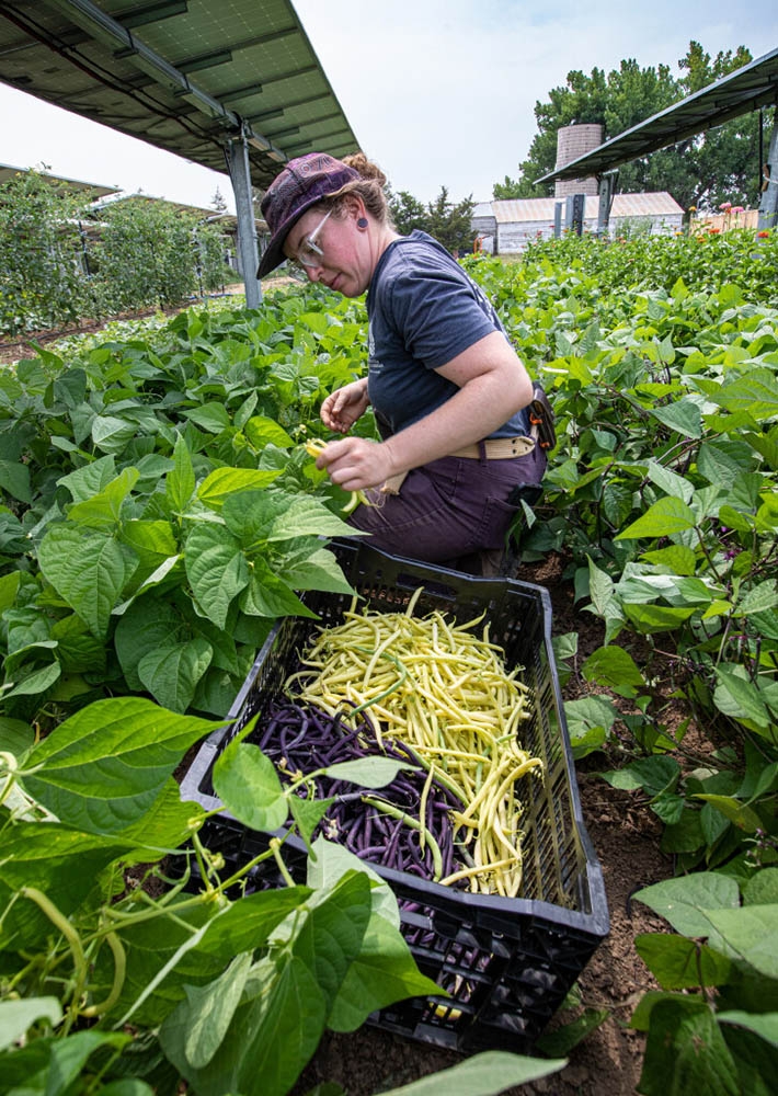 Agrivoltaics bean plants.