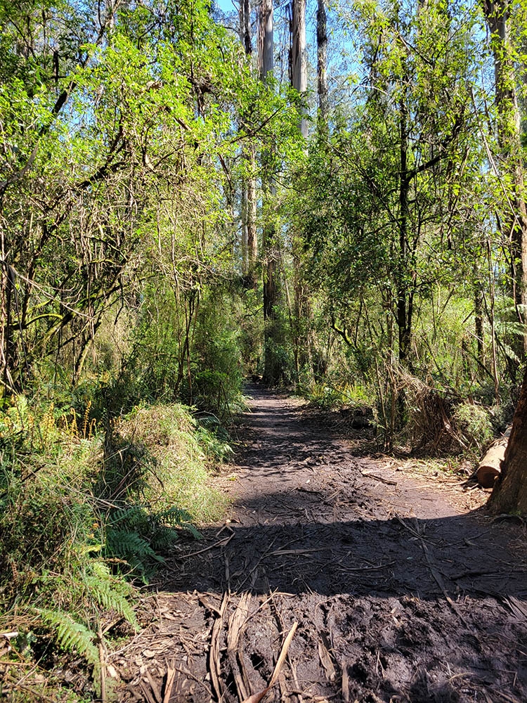 Dandenong Ranges National Park.