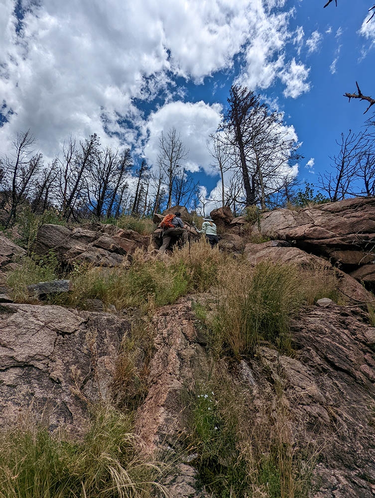 Scouting for Erythranthe patches