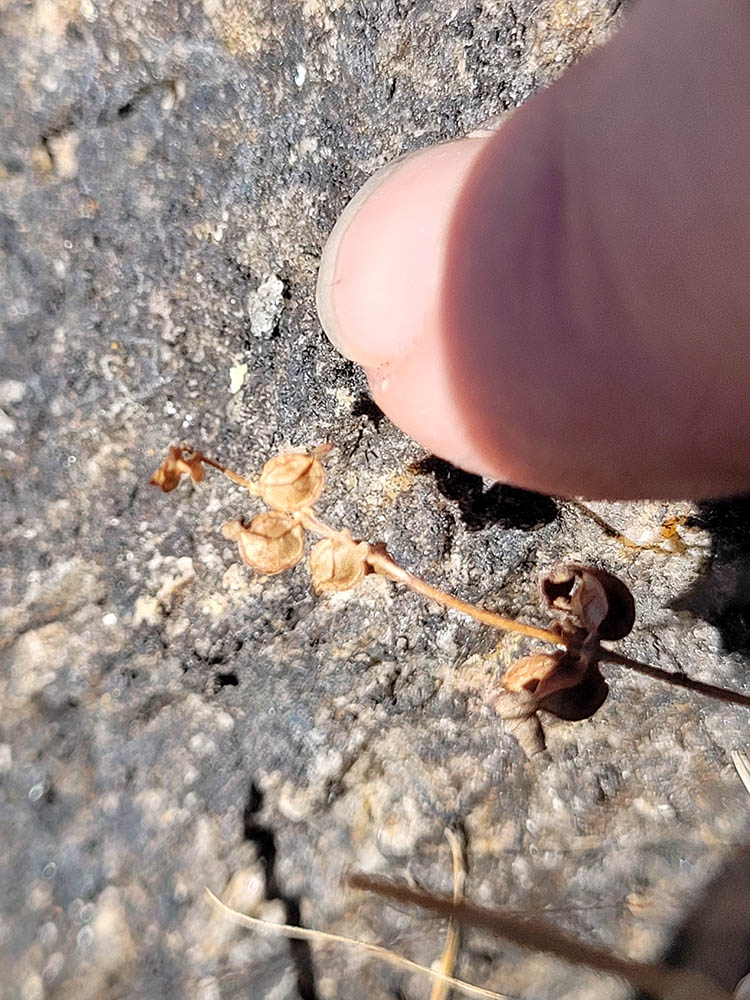 Erythranthe gemmae with finger for scale
