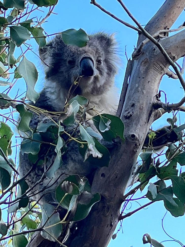 Koala at our campsite