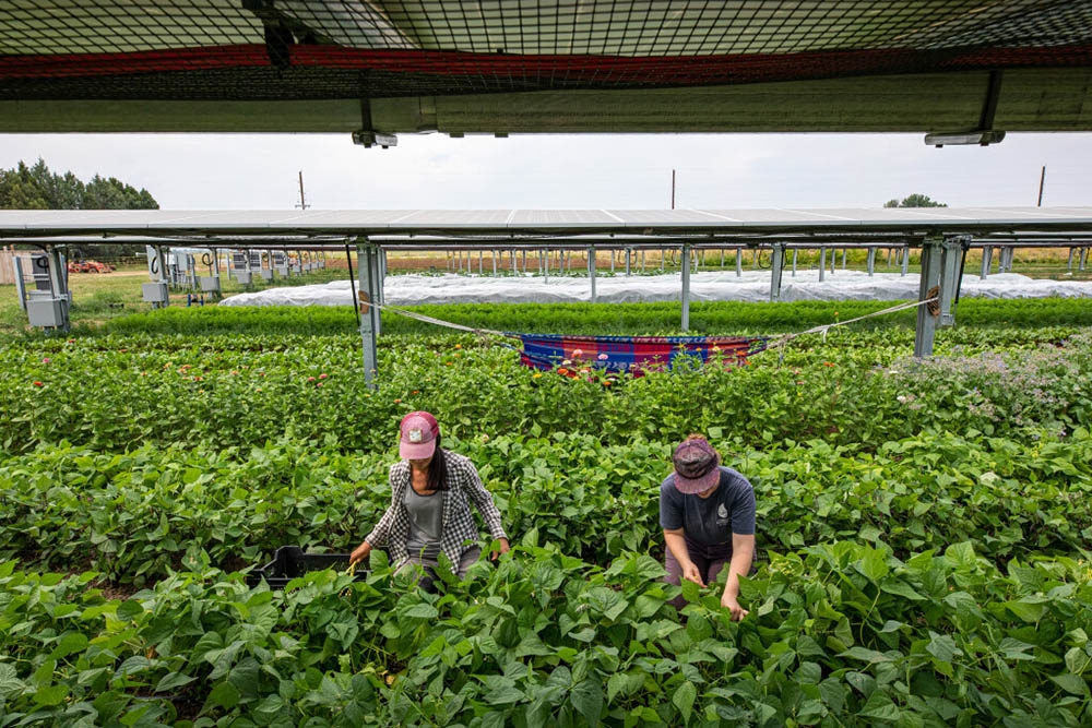 farmers harvesting plants beneath solar panels