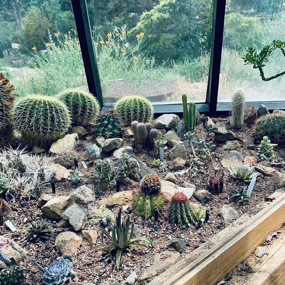 Cactus and Succulent House