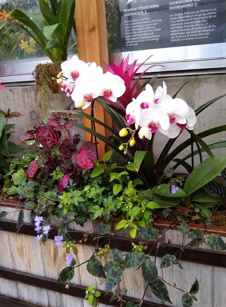 Orchid Showcase banner