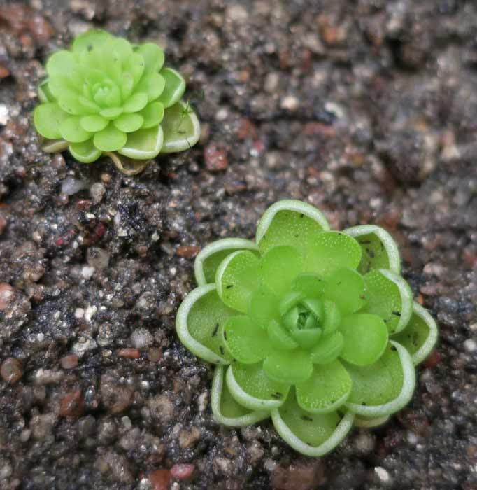 Butterwort (Pinguicula Esseriana)