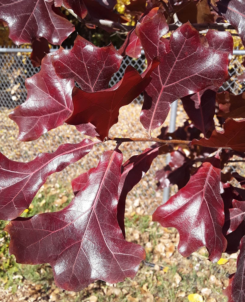 blackjack oak in fall
