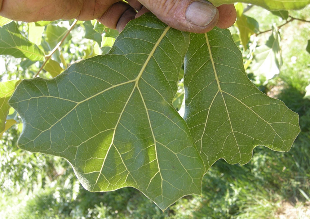 blackjack oak leaf