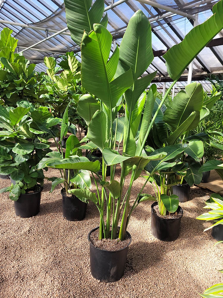 House plant in greenhouse