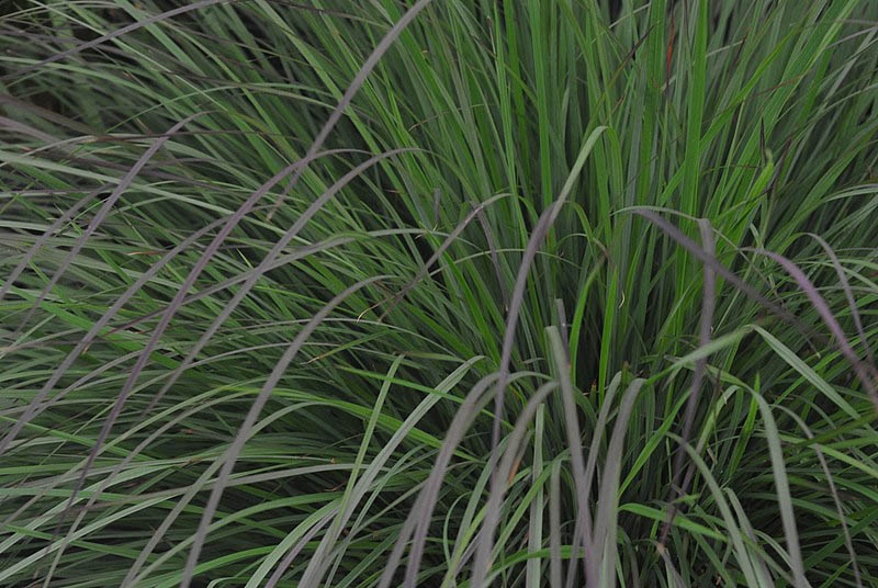Schizachyrium scoparium grass