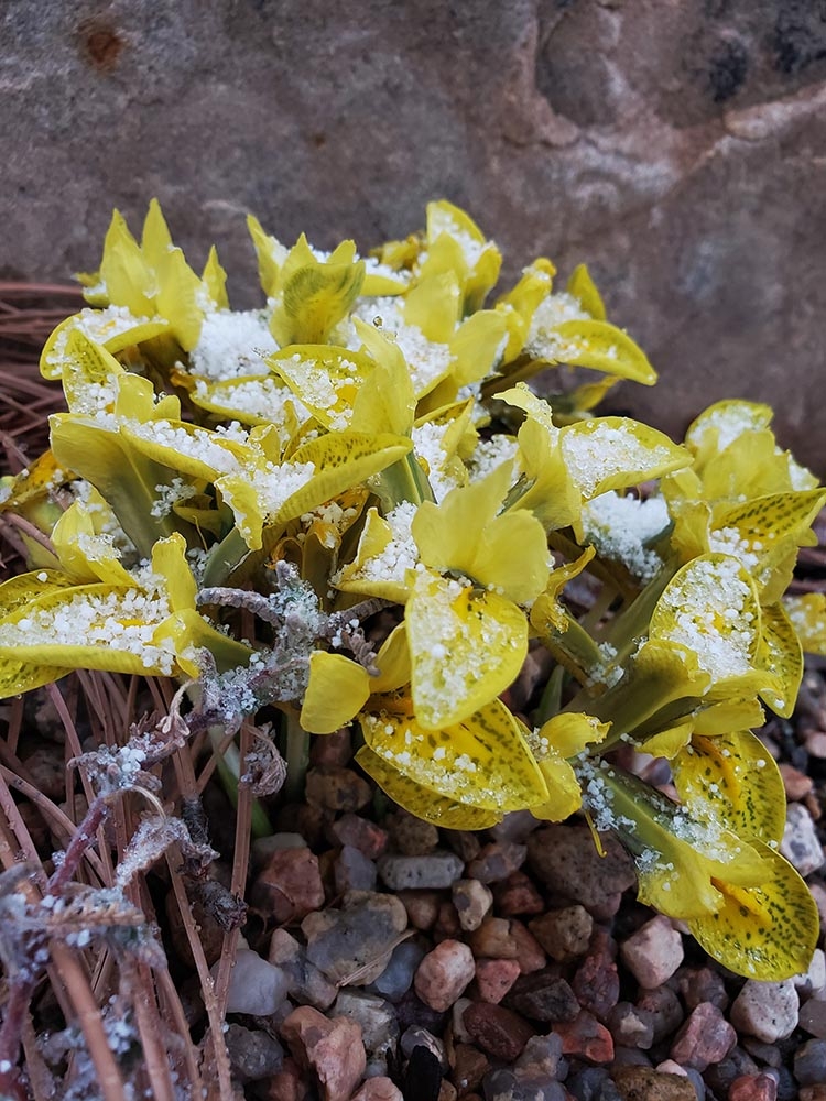 Iris reticulata 'North Star' in snow