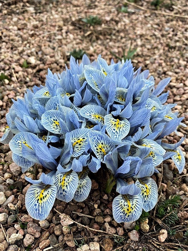 Lavender-blue Iris reticulata