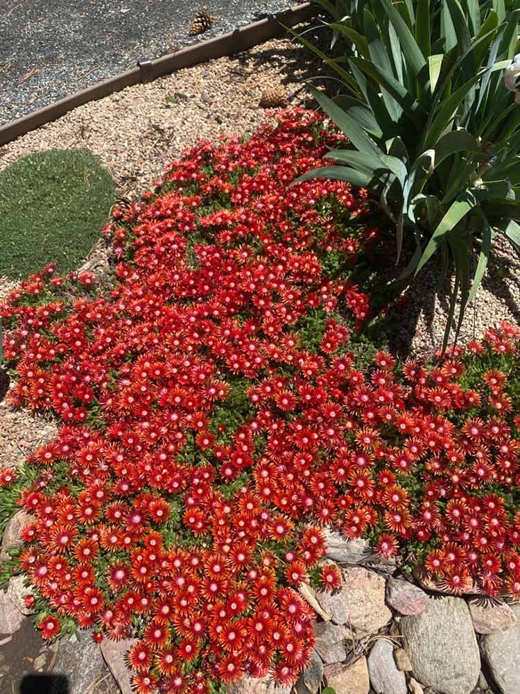 Delosperma ‘Red Mountain Flame’, Ice Plant, Plant Select Garden