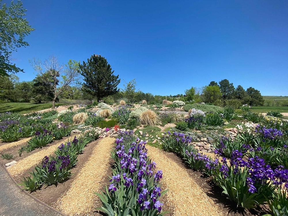 Iris Collection, North Side, Iris Collection Garden