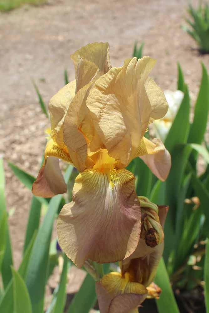 ‘Jean Cayeux’, Tall Bearded Iris, Iris Collection Garden