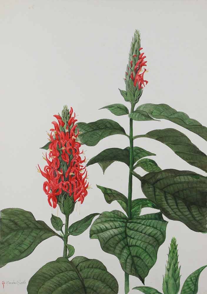 Manabu C. Saito, "Pachystachys coccinea," watercolor, 1969.