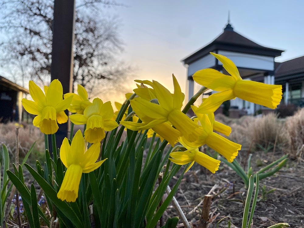 daffodils