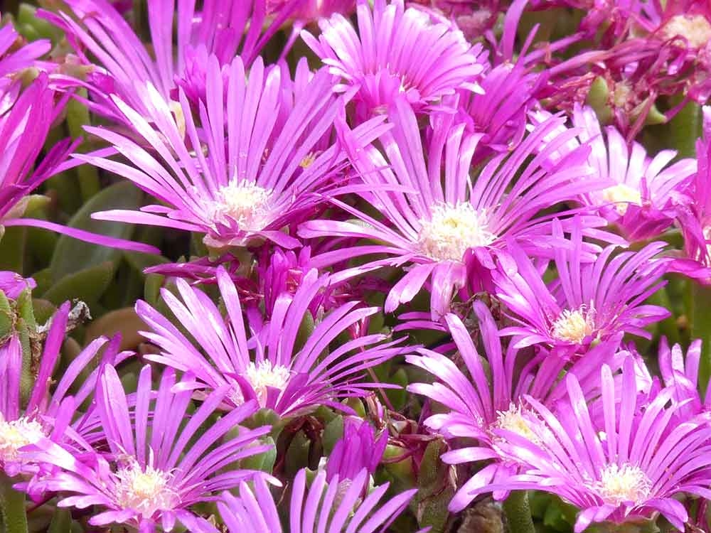 Delosperma spp., commonly known as ice plants