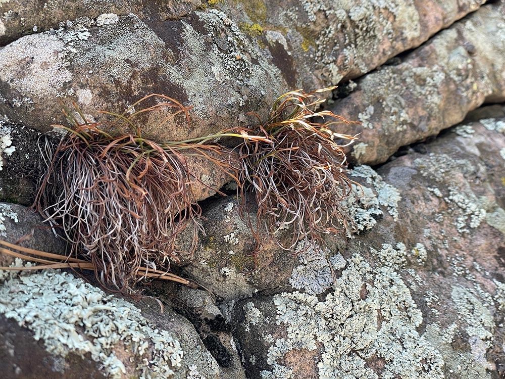spleenwort