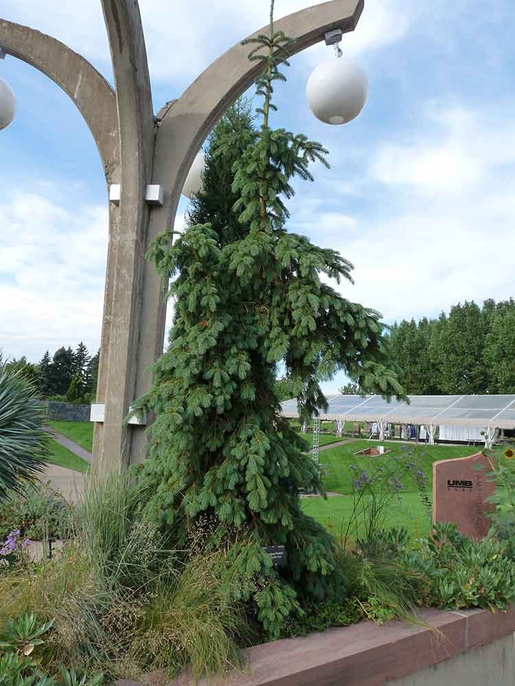 Picea glauca ‘Pendula’