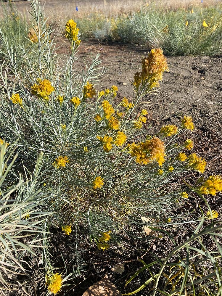 Rubber rabbitbrush