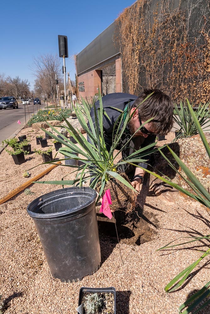 planting yucca
