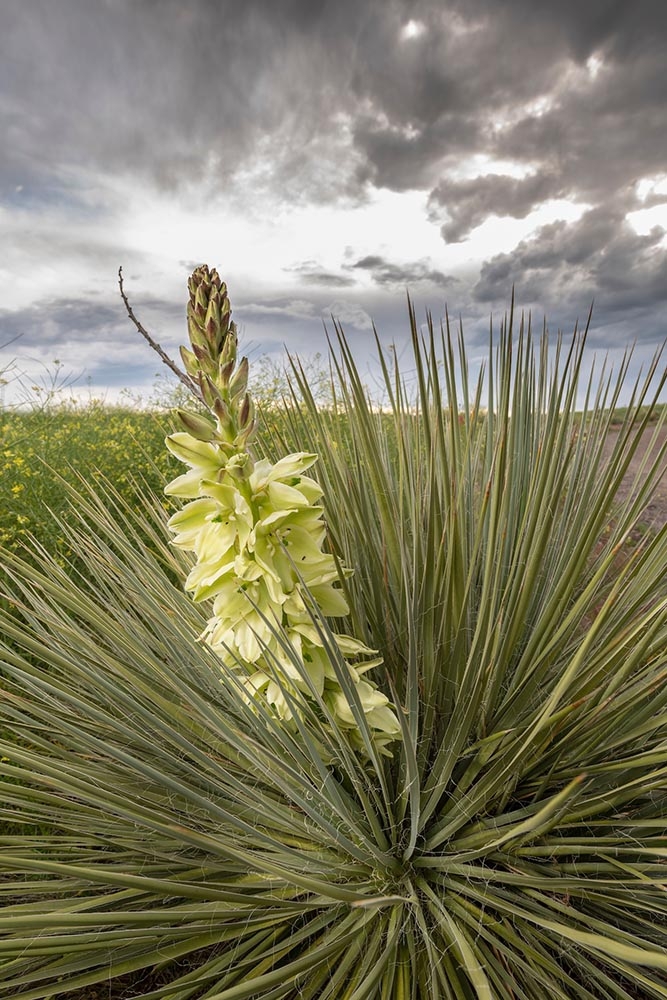yucca