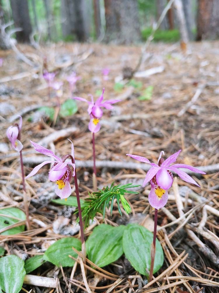 Calypso orchid