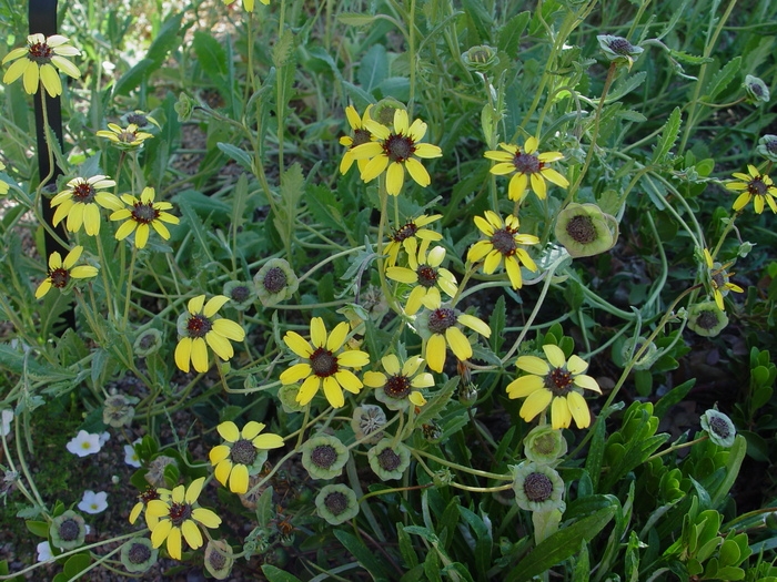 Chocolate Flower (Berlandiera lyrata)