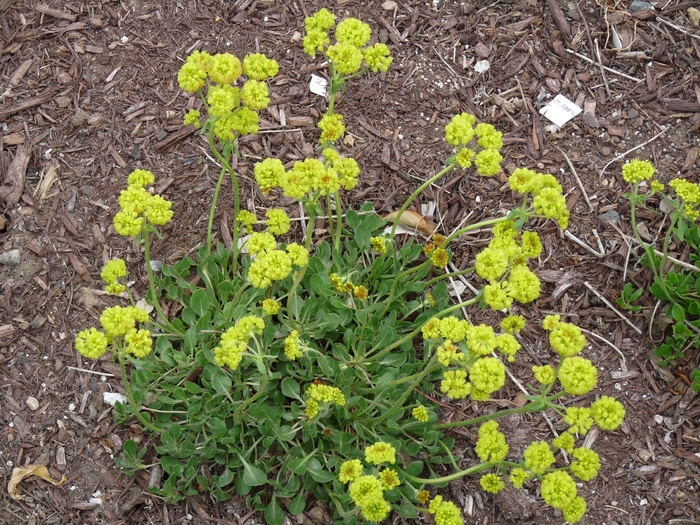 KANNAH CREEK® Buckwheat (Eriogonum umbellatum var. aureum)