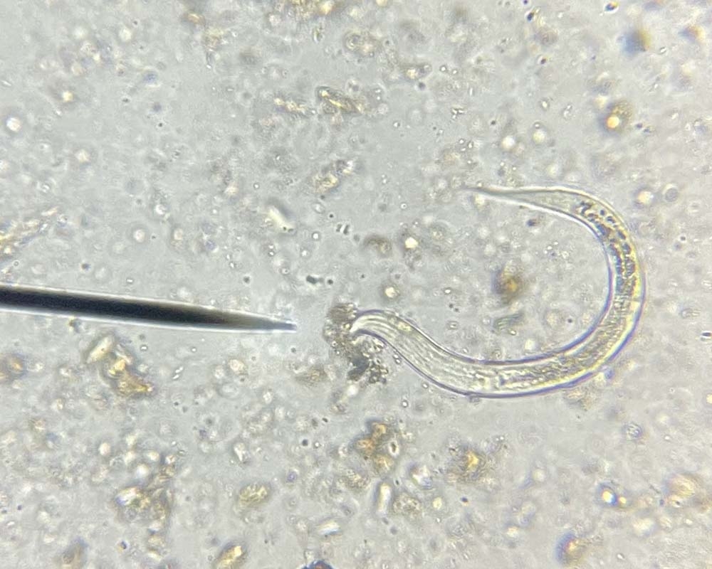 Nematode consuming bacteria