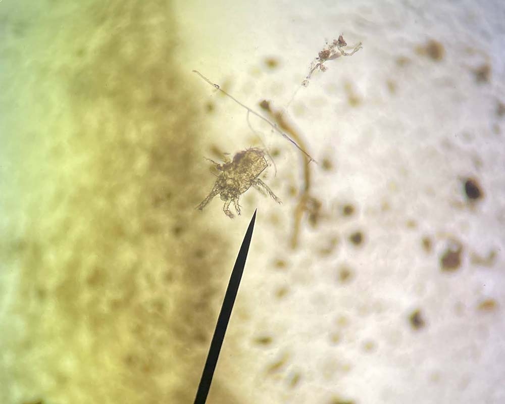 Soil microarthropods