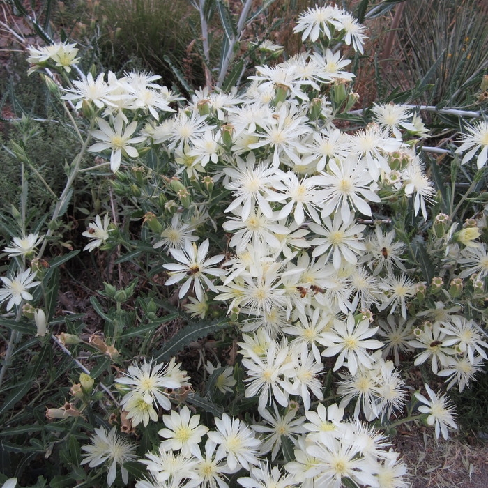 Ten-petal blazingstar