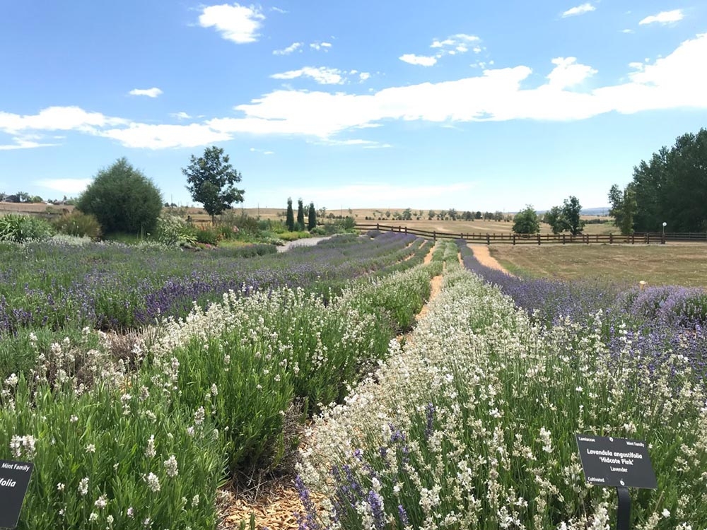Blooming lavender in midsummer