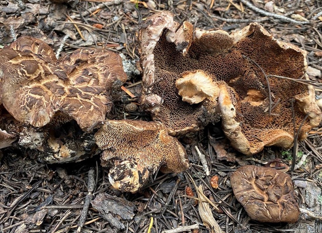 Hydnellum martioflavum