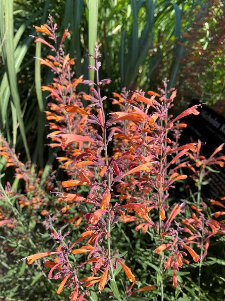 Agastache ‘Kudos Mandarin’