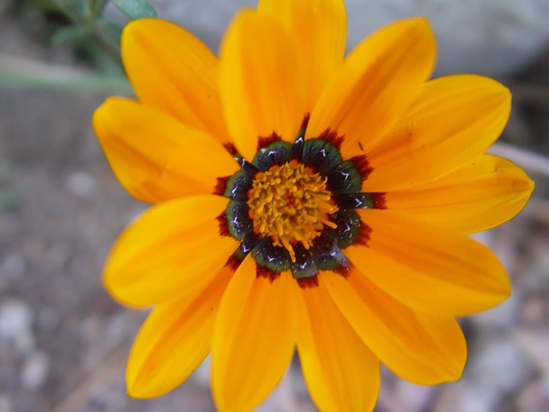 Gazania krebsiana